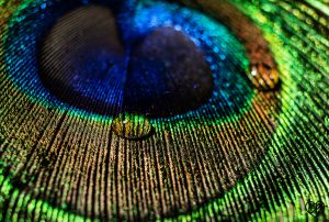 peacock feather macro photography