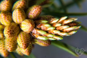 pine cone macro photography